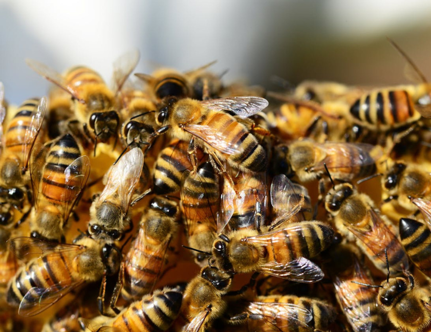 Corpo de Bombeiros, em razão da importância para o equilíbrio ambiental, se limita à vistoria, isolamento e prevenção; remoção só ocorre em situações excepcionais de risco à vida