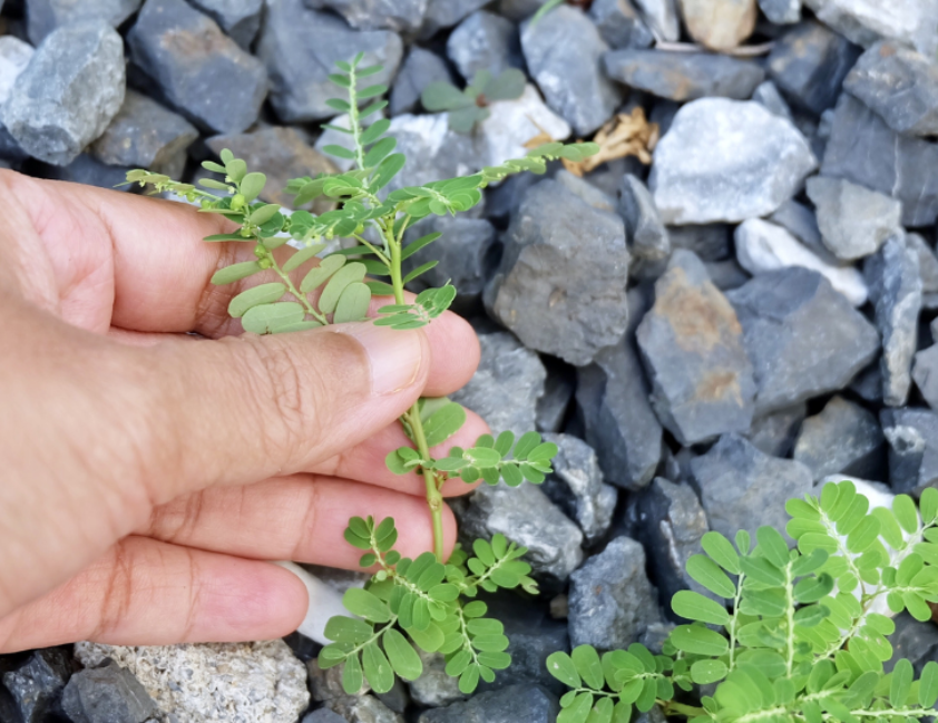 Planta quebra pedra utilizada no desenvolvimento do primeiro fitoterápico do SUS