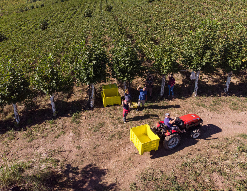 Destaque das últimas safras é a expansão de, aproximadamente, 12% da área plantada com uvas para base espumante