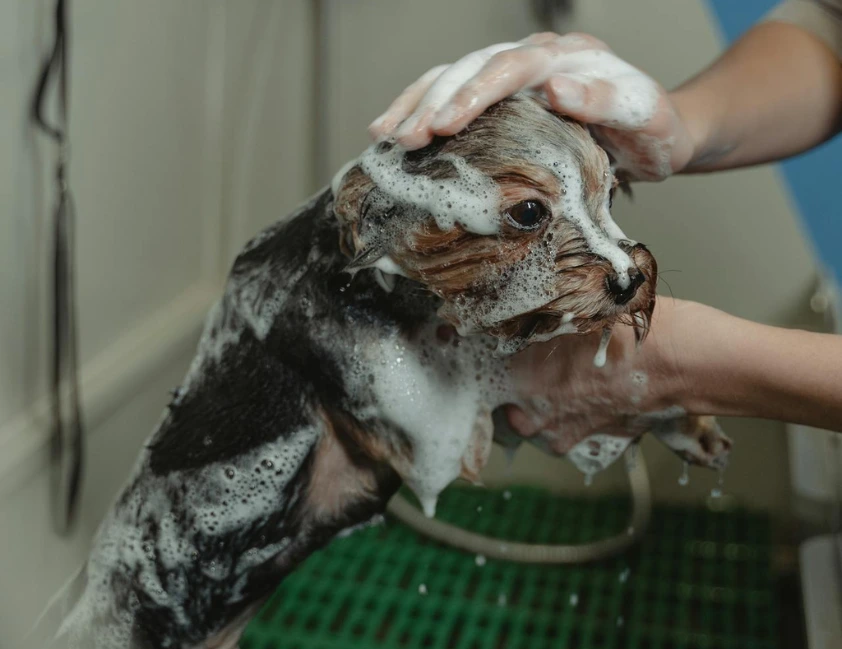 RS: nova lei determina que pet shops gravem sessões de banho e tosa de cães e gatos