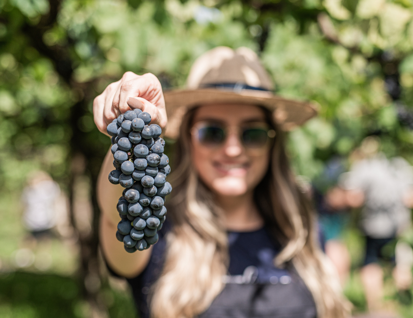 Festival Vale dos Vinhedos estreia celebrando a vindima com experiências abertas ao público