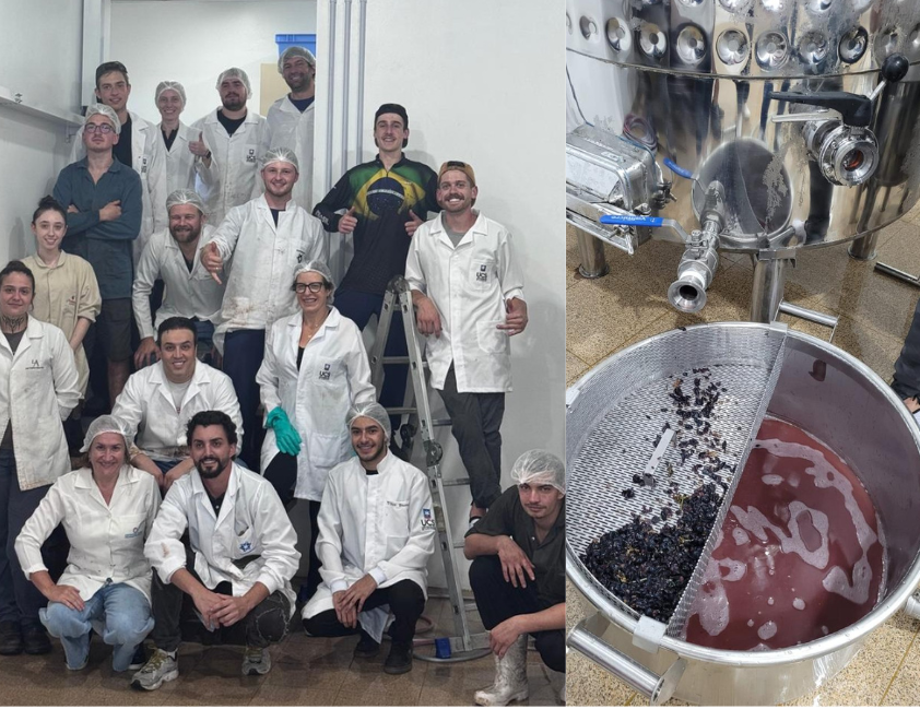 Curso de Viticultura e Enologia da UCS inaugura processo de vinificação