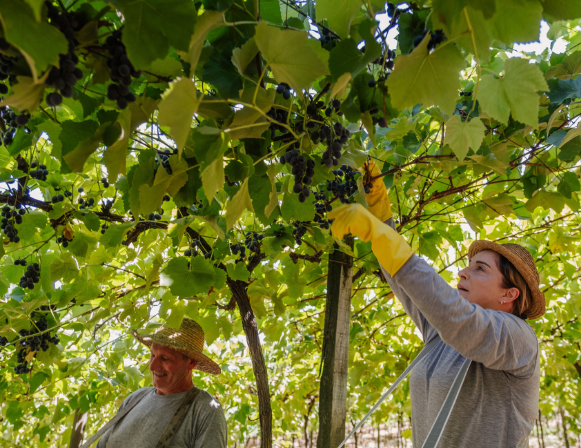 Safra histórica da Aurora alcança maior volume em 95 anos