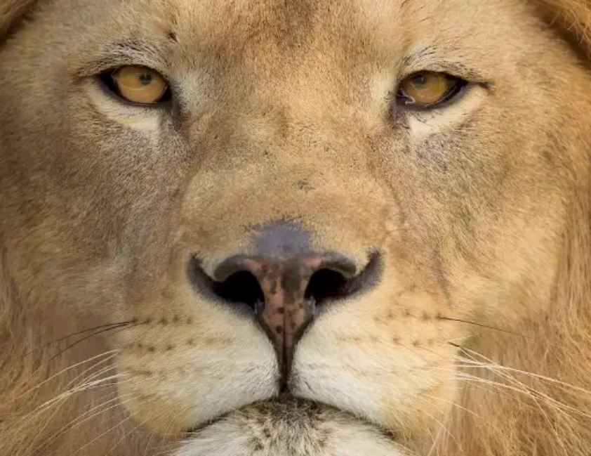 Caiu em malha por divergências entre informe e pré-preenchida? Veja o que fazer