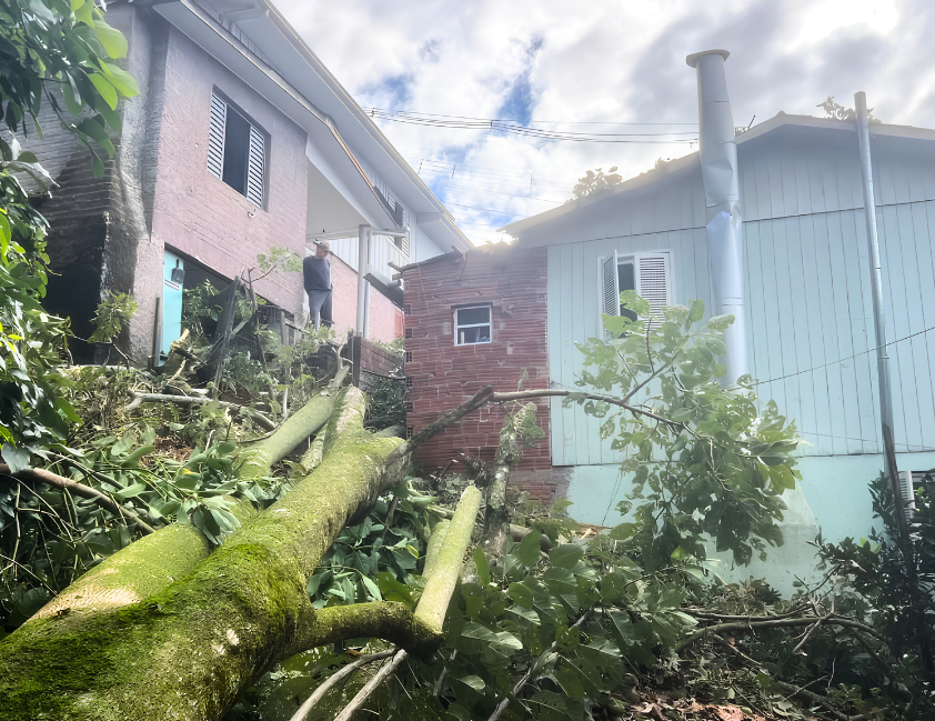 Árvore de grande porte cai sobre casa no Ouro Verde, em Bento Gonçalves