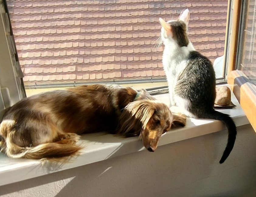 Pets superam crianças e influenciam compra de imóveis
