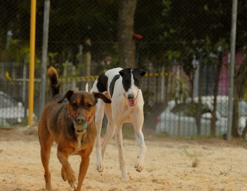 Cães obedecem melhor quando os donos estão felizes, aponta estudo